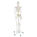 Human Skeleton Anatomical Model 180cm